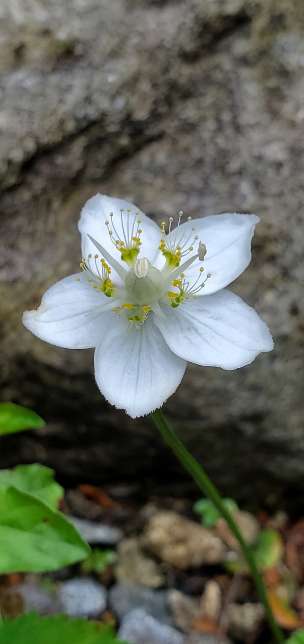 イワナ