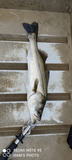 シーバスの釣果