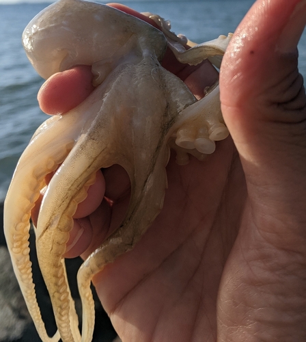 イイダコの釣果