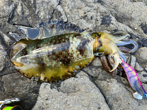 アオリイカの釣果