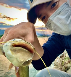 ナマズの釣果