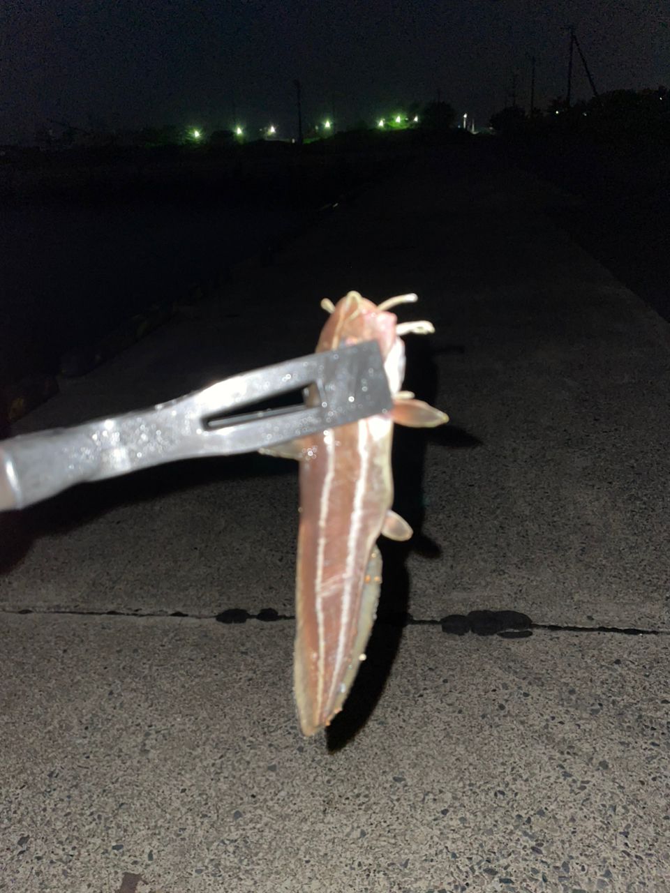 ゴンズイ