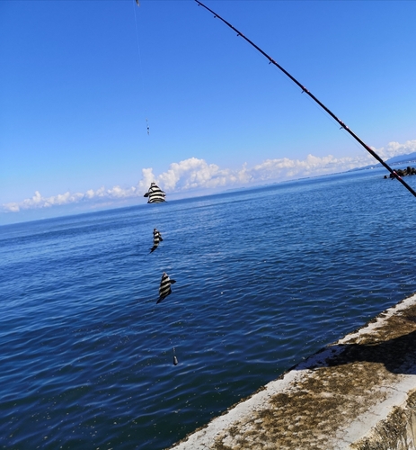 サンバソウの釣果