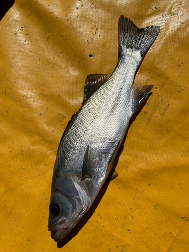 ヒラスズキの釣果