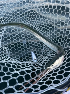 ダツの釣果