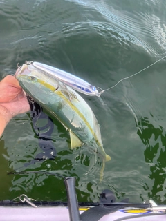 ツバスの釣果
