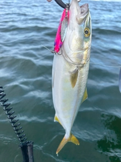 ツバスの釣果