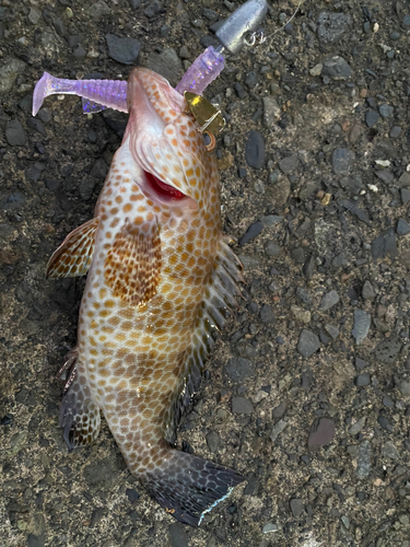 オオモンハタの釣果