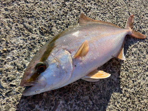 ショゴの釣果