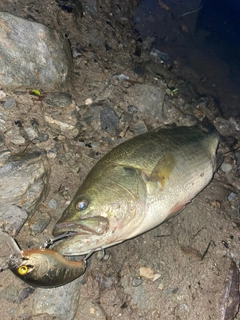 ブラックバスの釣果