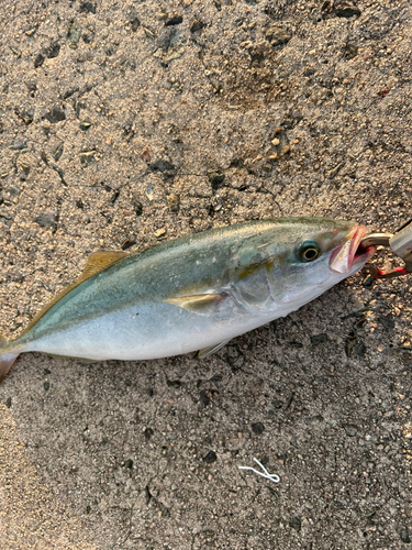 ツバスの釣果