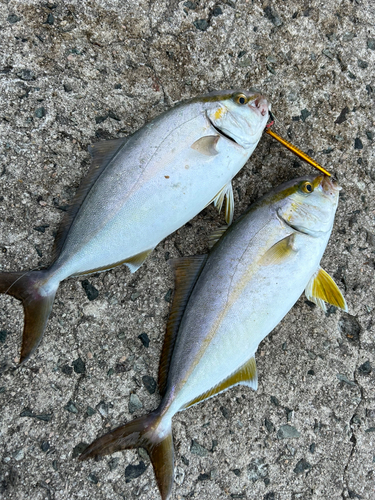 ショゴの釣果