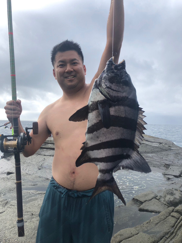 イシダイの釣果