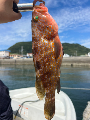 アコウの釣果