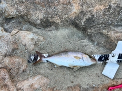 カンパチの釣果