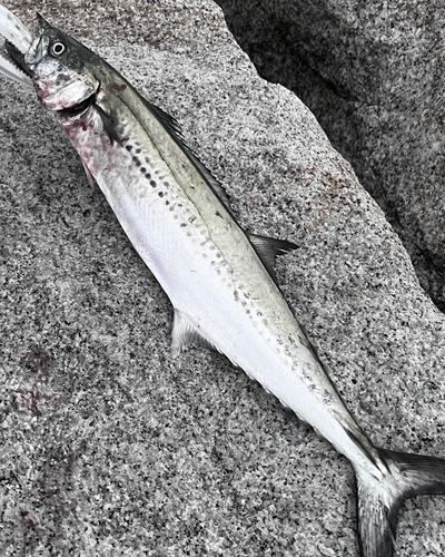 サゴシの釣果