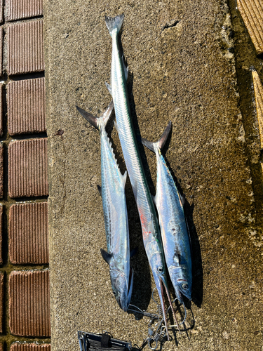 サゴシの釣果