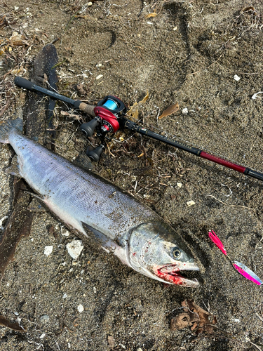 アキアジの釣果