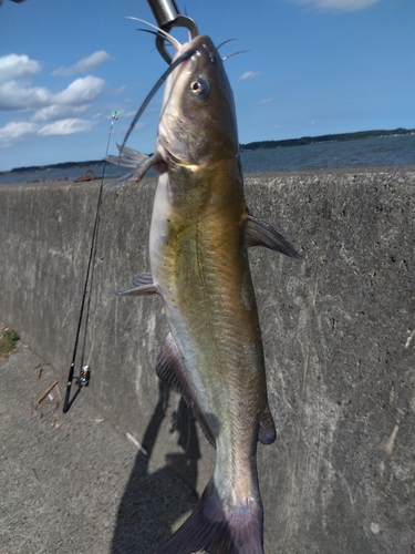 アメリカナマズの釣果