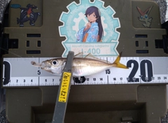 マアジの釣果