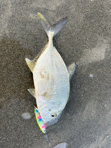 シタビラメの釣果