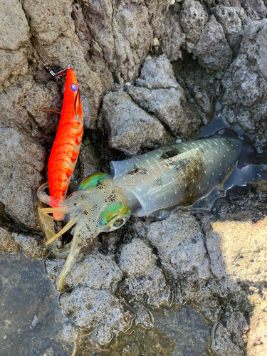 アオリイカの釣果