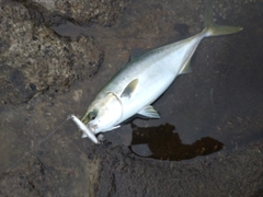 ワカシの釣果