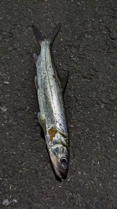 カライワシの釣果