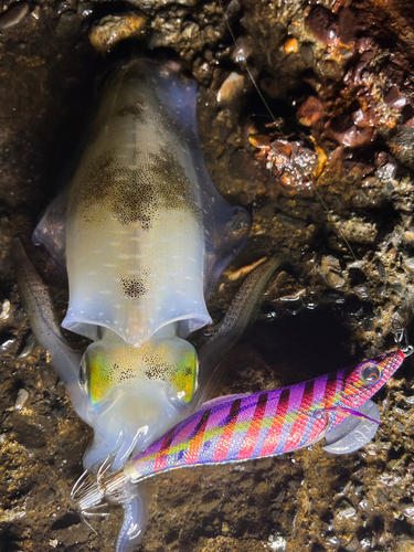 アオリイカの釣果