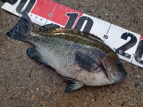 メジナの釣果