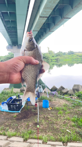 ギンブナの釣果