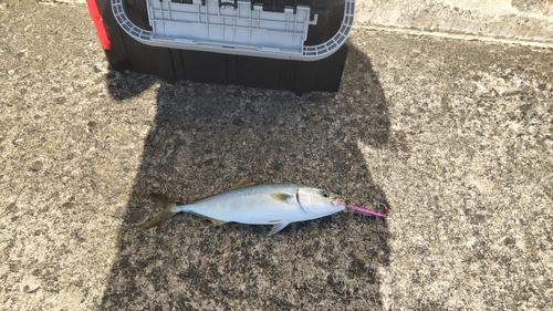 ツバスの釣果