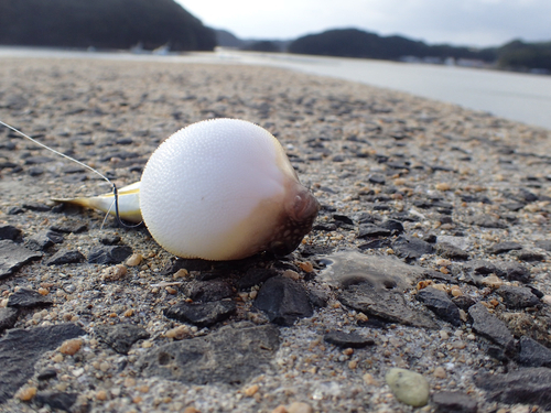 フグの釣果