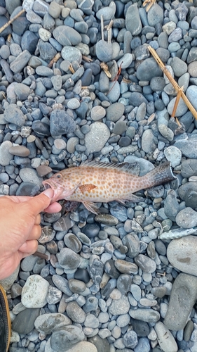 オオモンハタの釣果