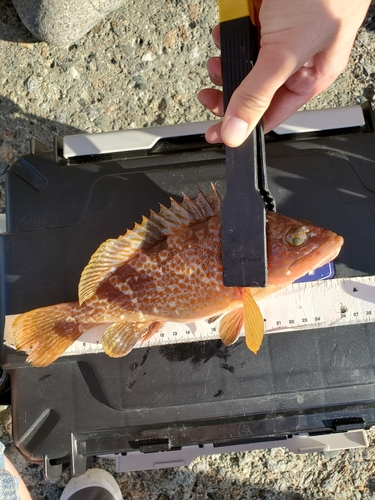 キジハタの釣果