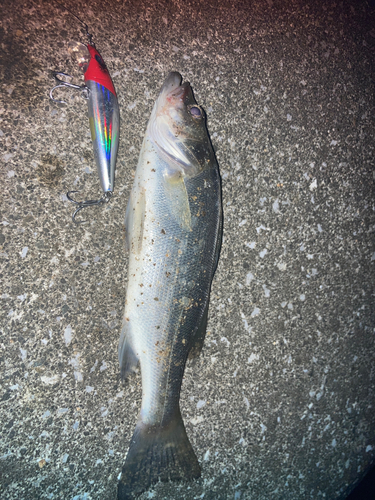 セイゴ（マルスズキ）の釣果