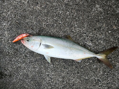 ツバスの釣果