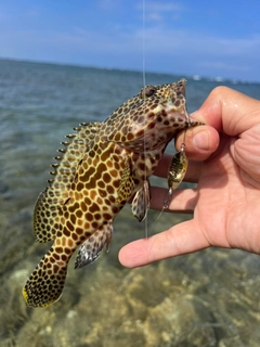 イシミーバイの釣果