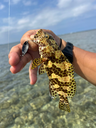 イシミーバイの釣果