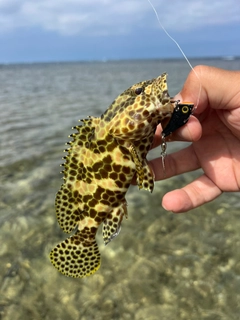 イシミーバイの釣果