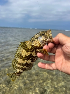 イシミーバイの釣果