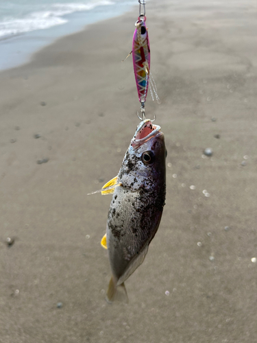 釣果