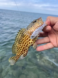 イシミーバイの釣果