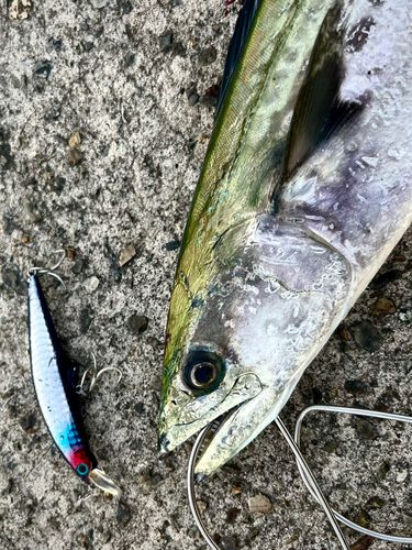 サゴシの釣果
