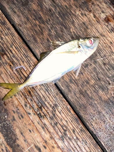 マアジの釣果