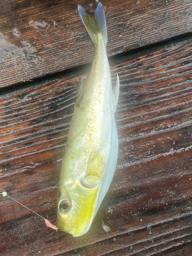 シロサバフグの釣果