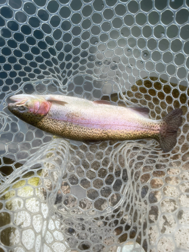 ニジマスの釣果