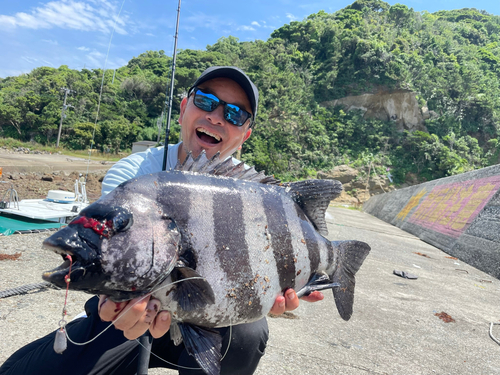 イシダイの釣果