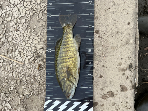 スモールマウスバスの釣果
