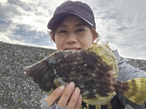 カワハギの釣果